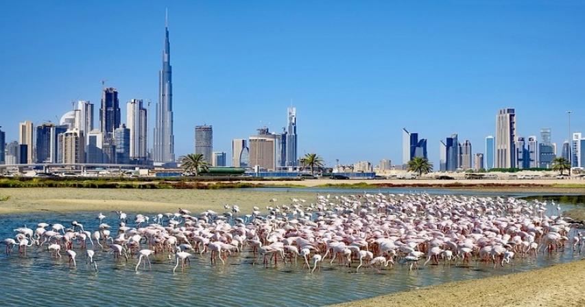 Ras Al Khor Wildlife Sanctuary Dubai