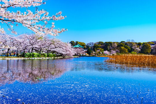 ueno park