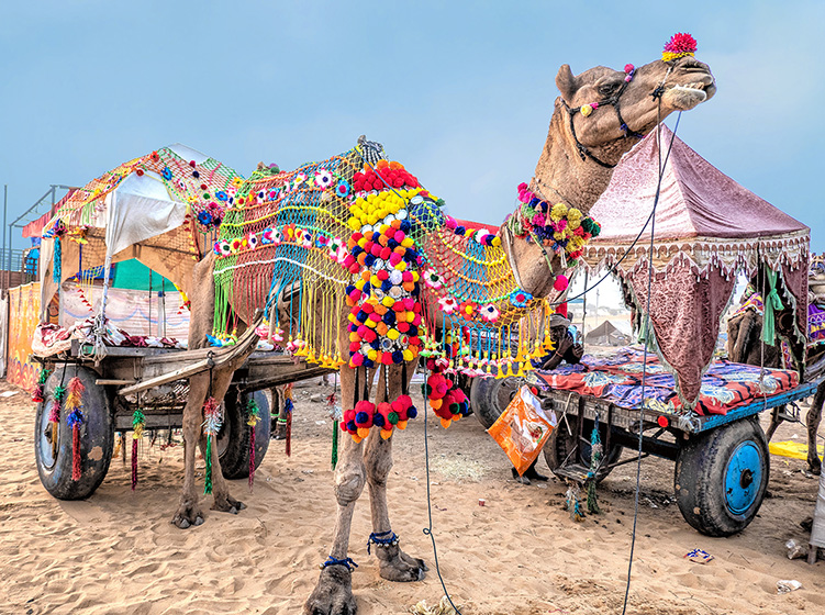 Pushkar Camel Fair